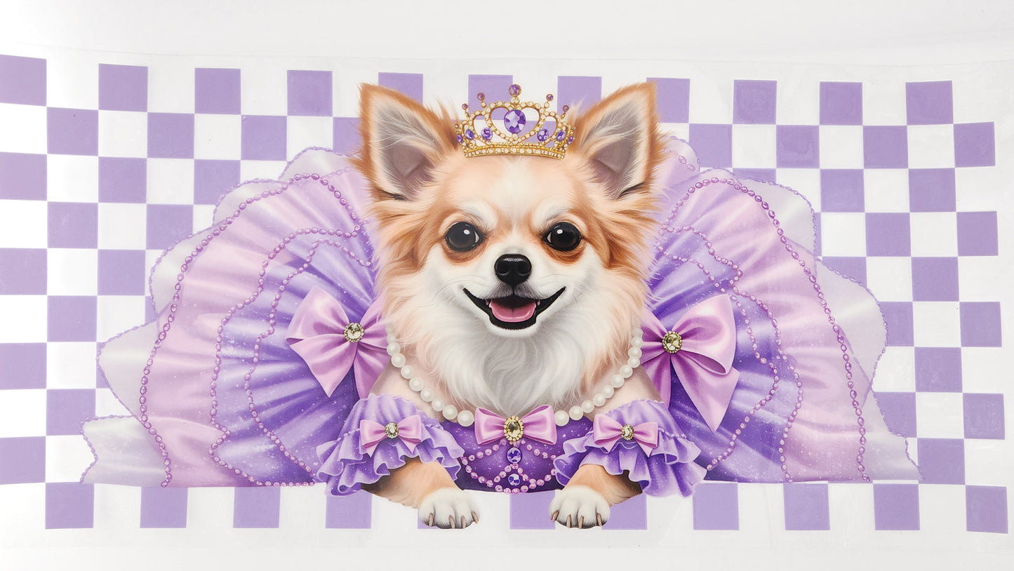 Chihuahua 01